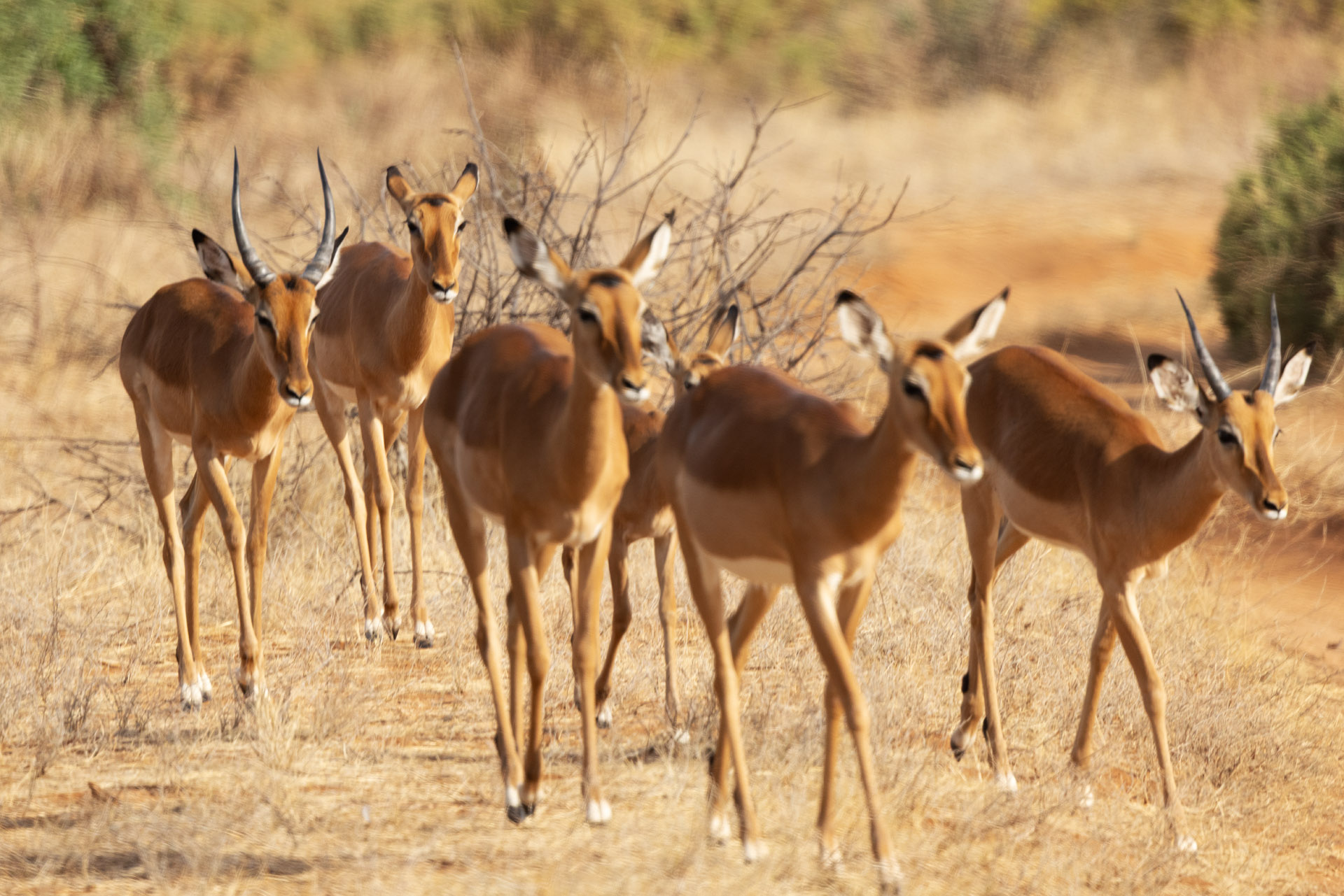 Grant's Gazelle (Sep 24, 2025)