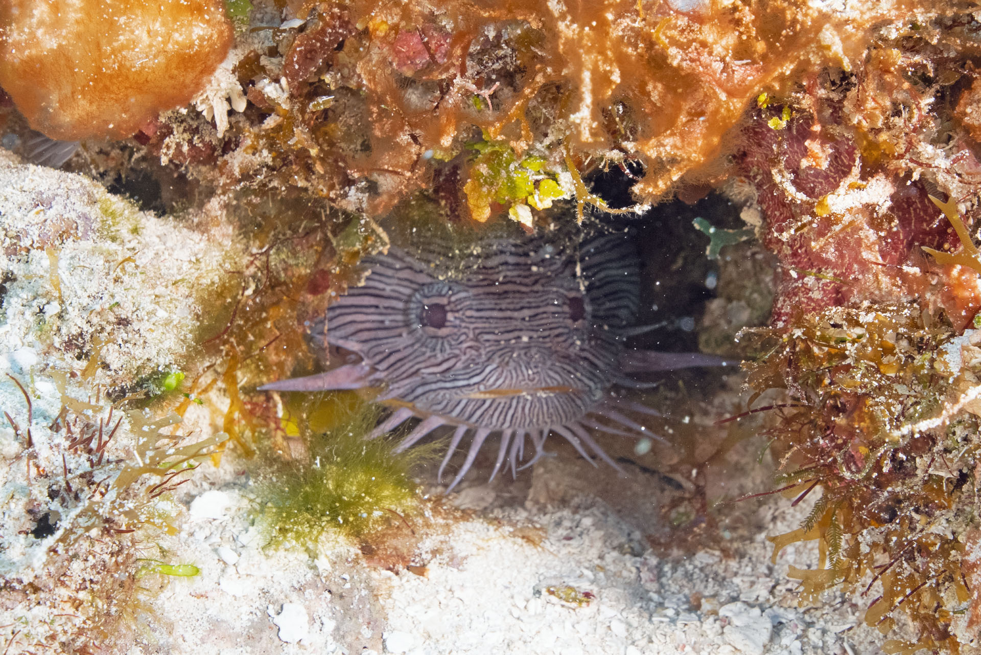 Splendid Toadfish (Dec 9, 2024)