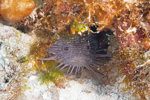 Splendid Toadfish