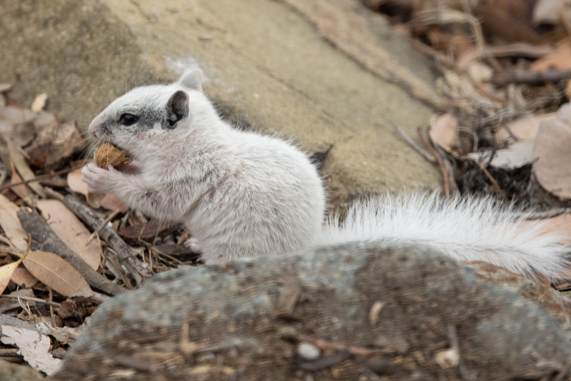 White Squirrel (May 12, 2024)