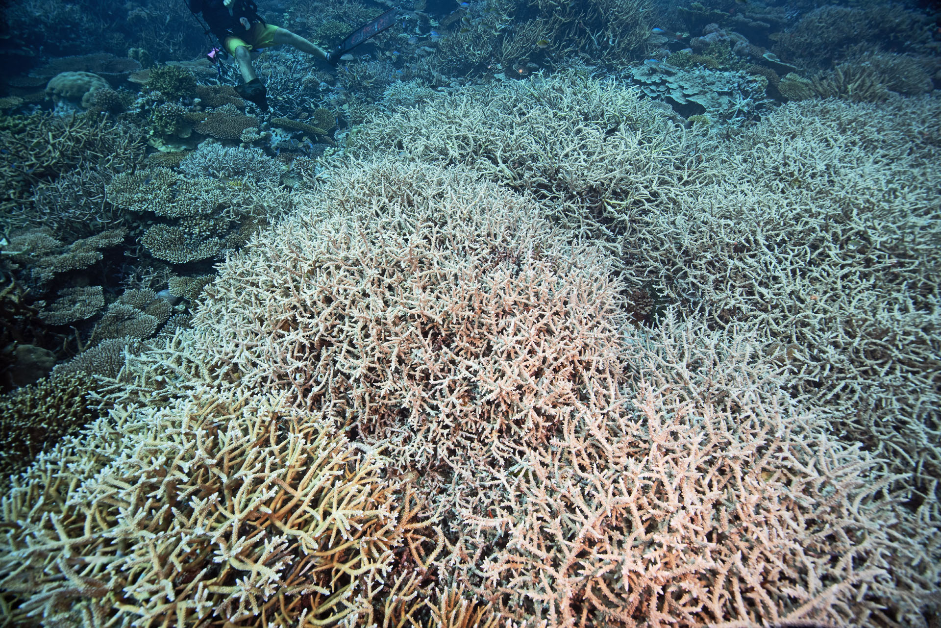 Staghorn Coral (Feb 11, 2025)