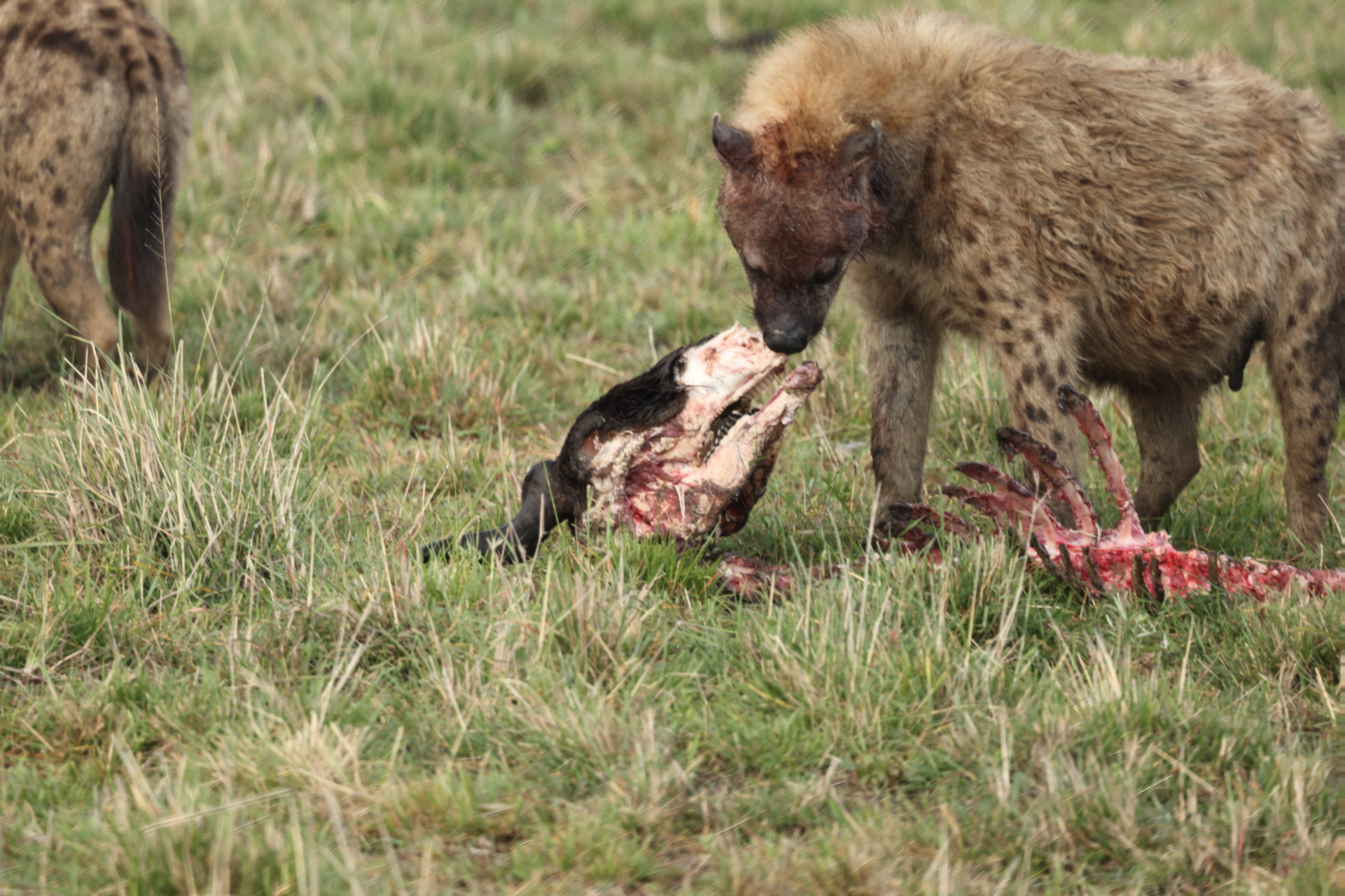 Hyaenas eat wildebeest carcass (Sep 30, 2025)
