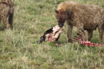 Hyaenas eat wildebeest carcass