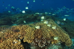 Swanee Reef