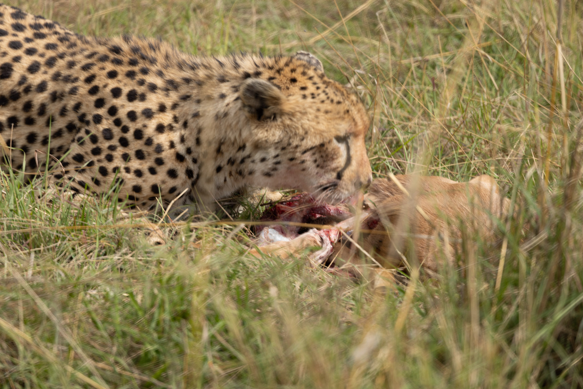 Cheetah Eating Kill (Sep 29, 2025)