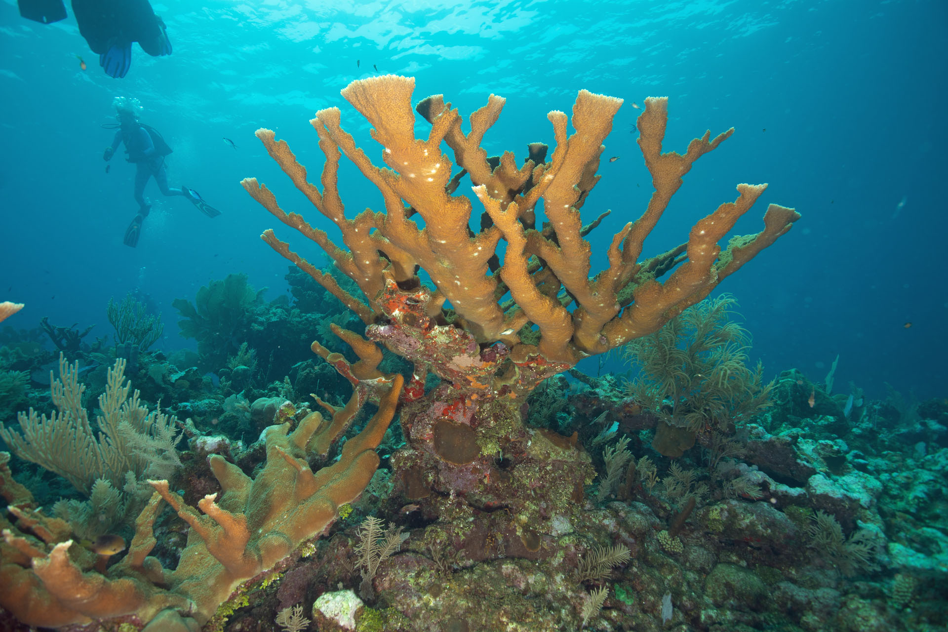 Elkhorn Coral (Jun 27, 2022)