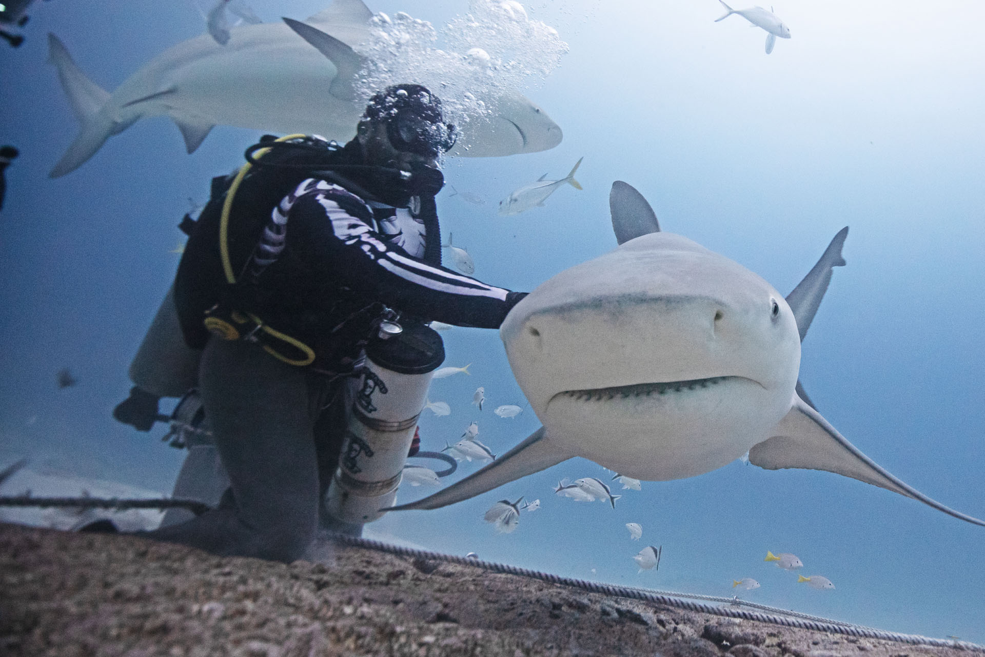 Bull Shark Feeding (Dec 11, 2024)