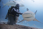 Bull Shark Feeding