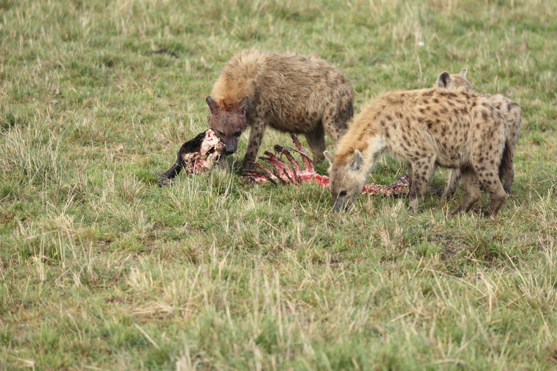 Hyaenas eat wildebeest carcass (Sep 30, 2025)