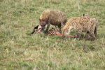 Hyaenas eat wildebeest carcass