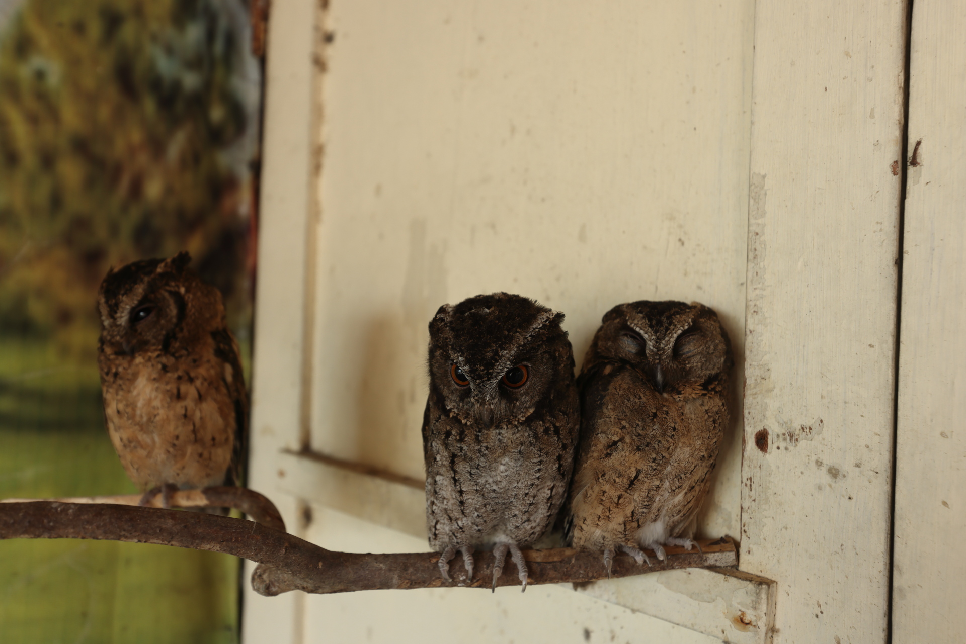 Owls at Tirta Gangga Water Palace (Oct 11, 2023)