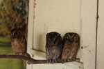 Owls at Tirta Gangga Water Palace