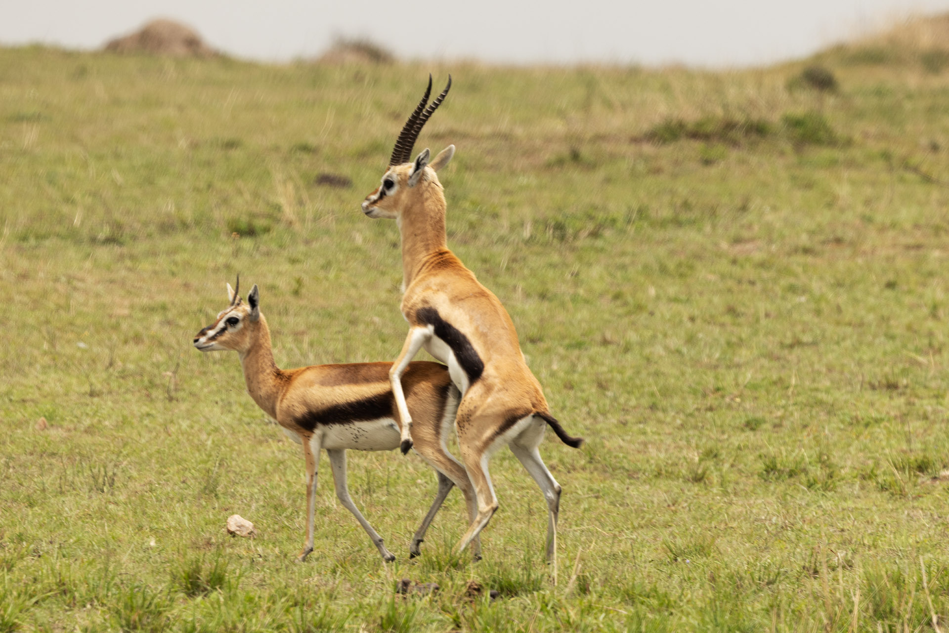 Gazelle Mating (Sep 27, 2025)