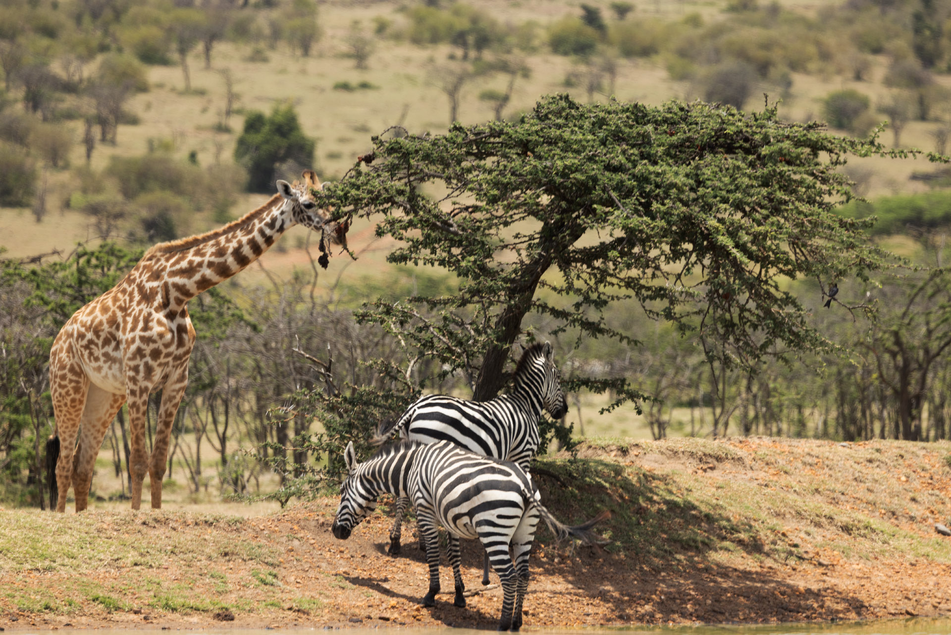 Giraffe and Zebra (Sep 26, 2025)