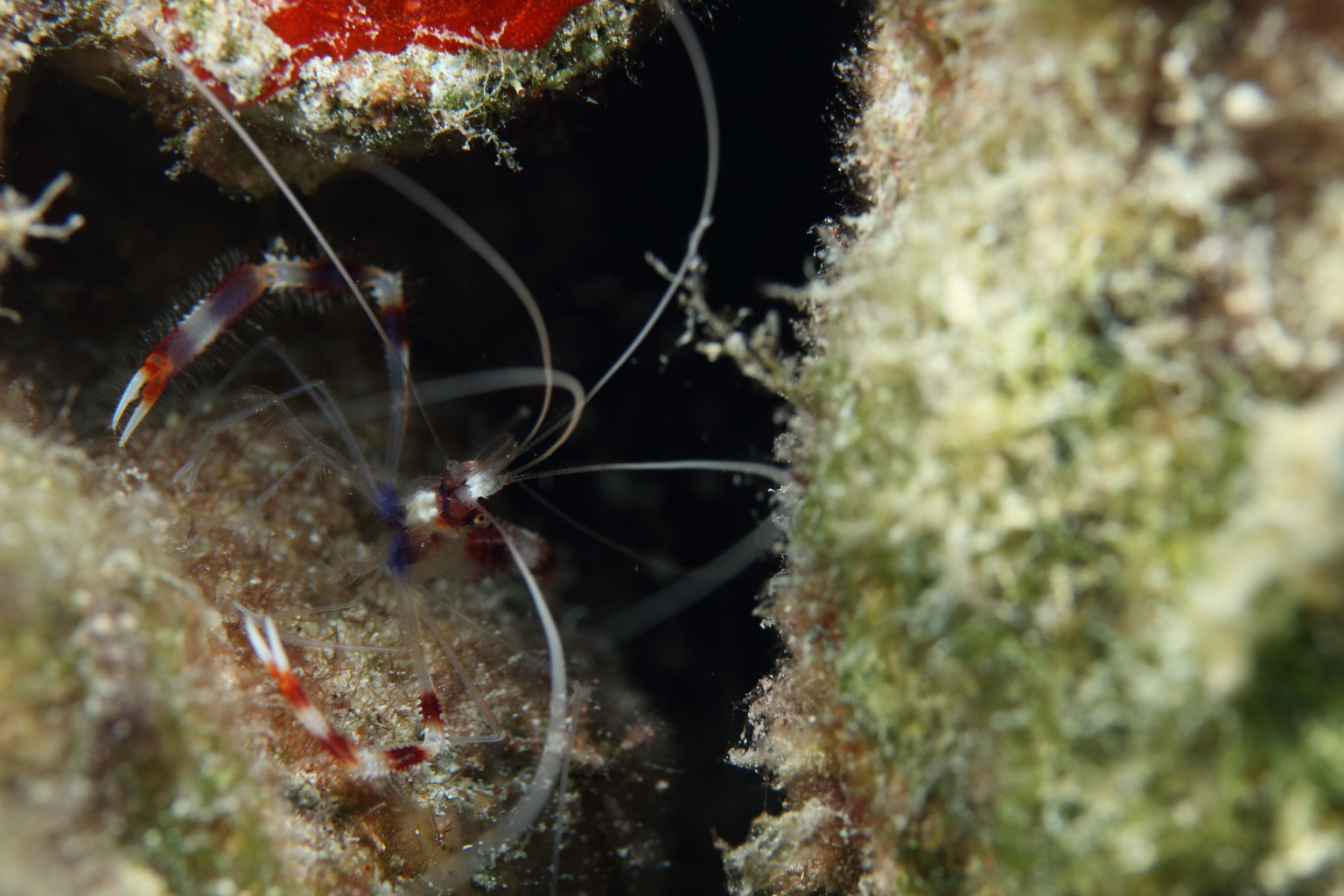 Banded Coral Shrimp (May 20, 2016)
