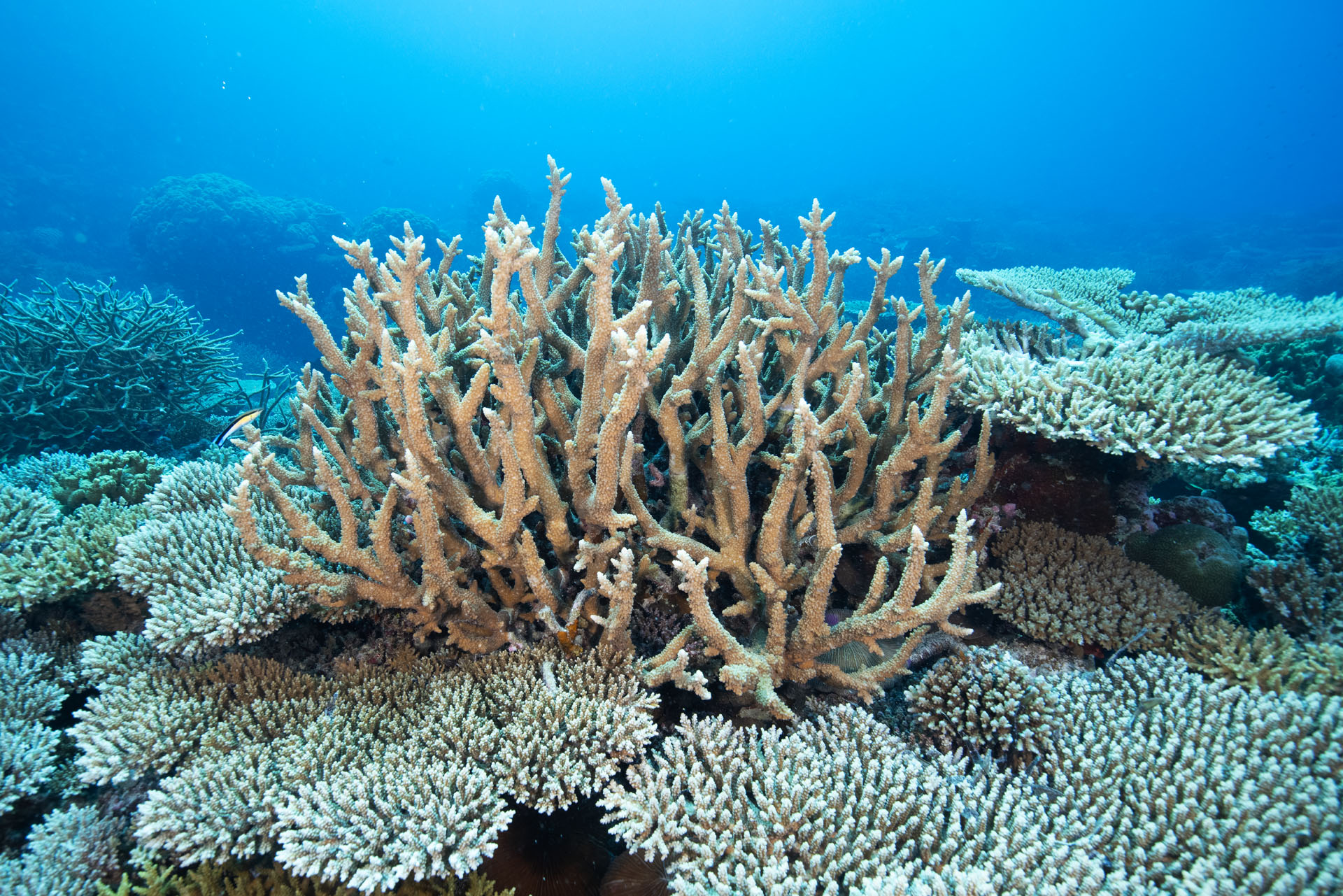 Robust Staghorn Coral (Feb 11, 2025)