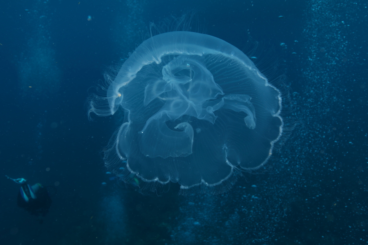 Jellyfish (Sep 11, 2018)
