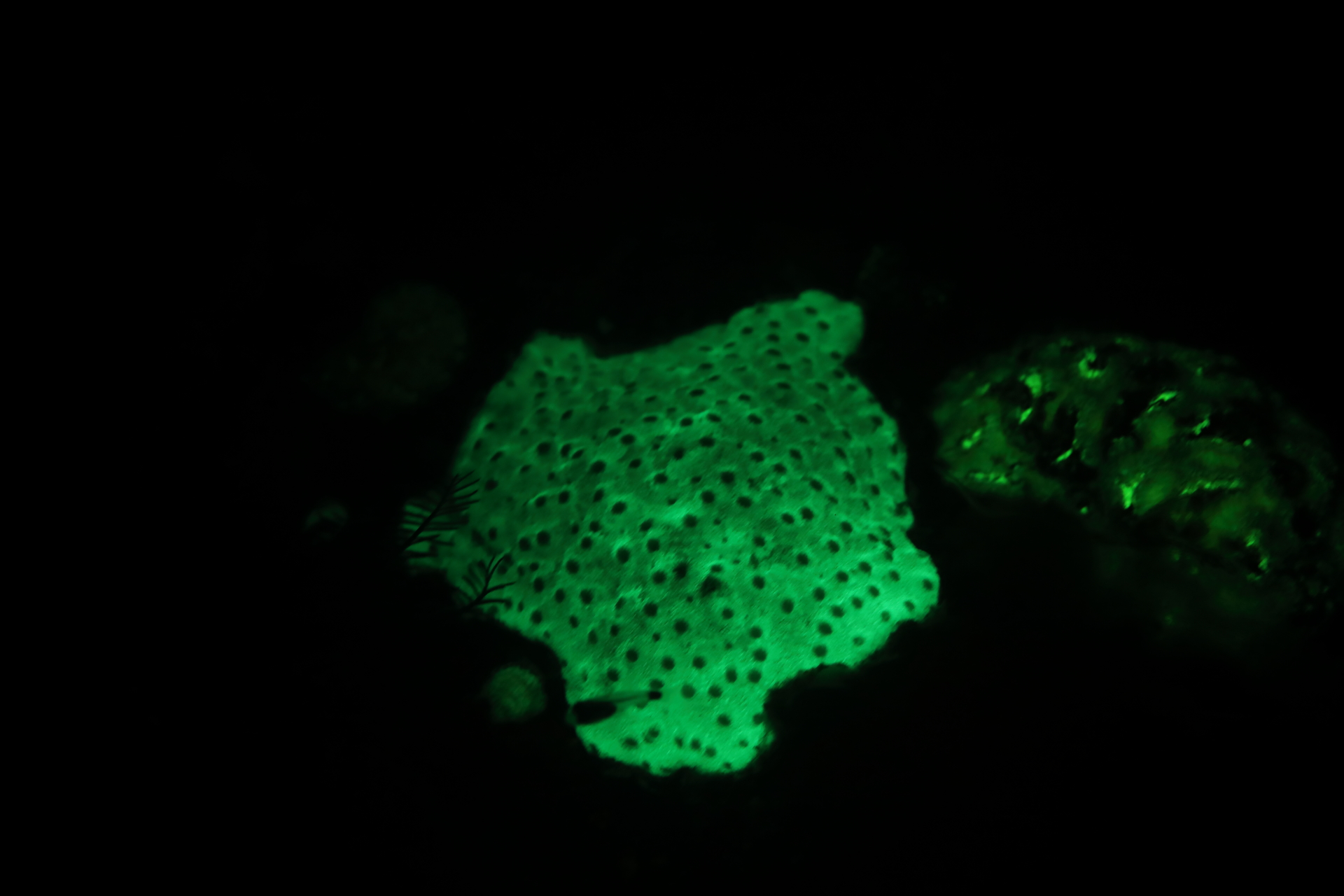 Bioluminescent Coral (Dec 26, 2021)