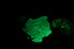 Bioluminescent Coral