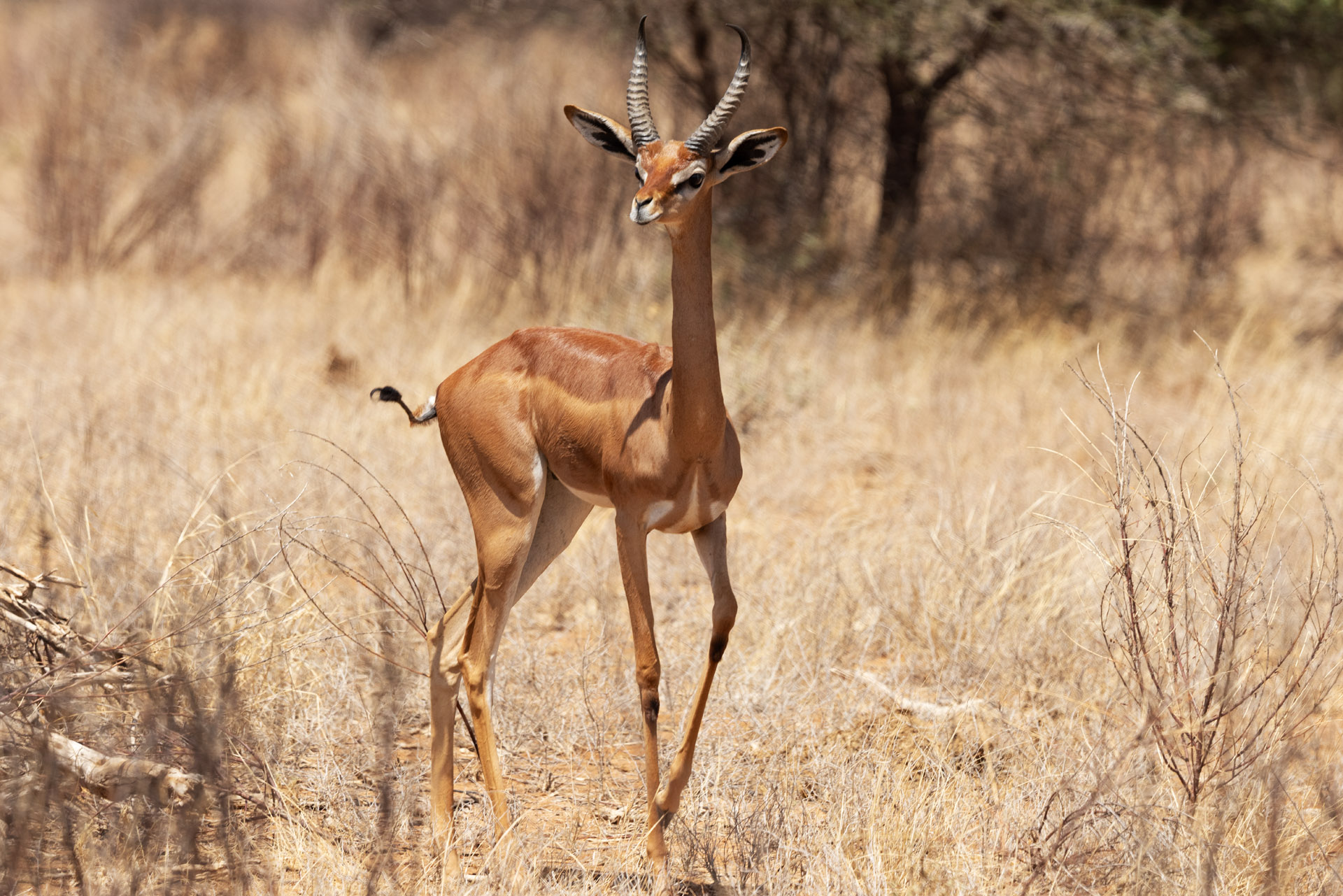 Gerenuk (Sep 24, 2025)