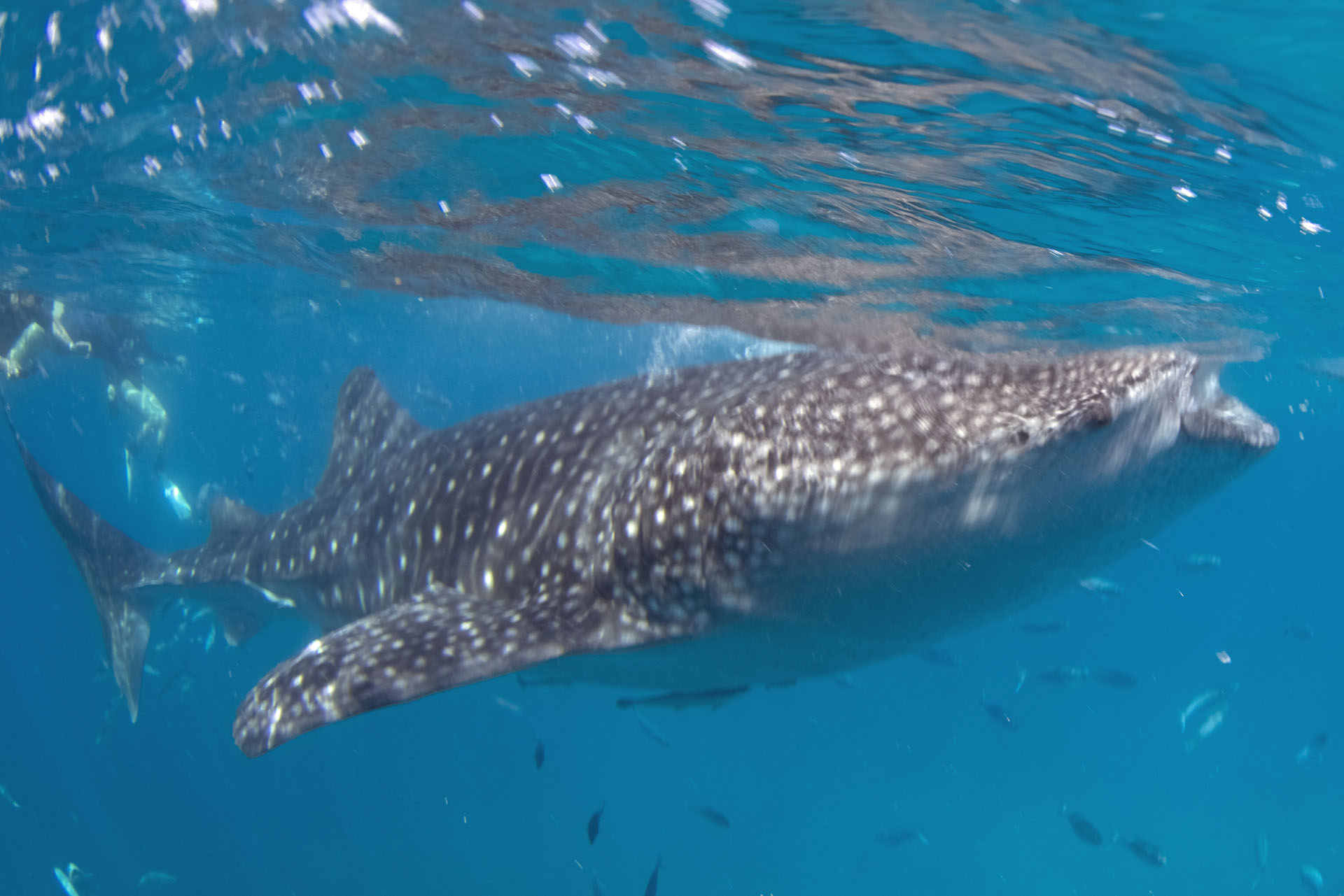 Whale Shark (May 1, 2023)