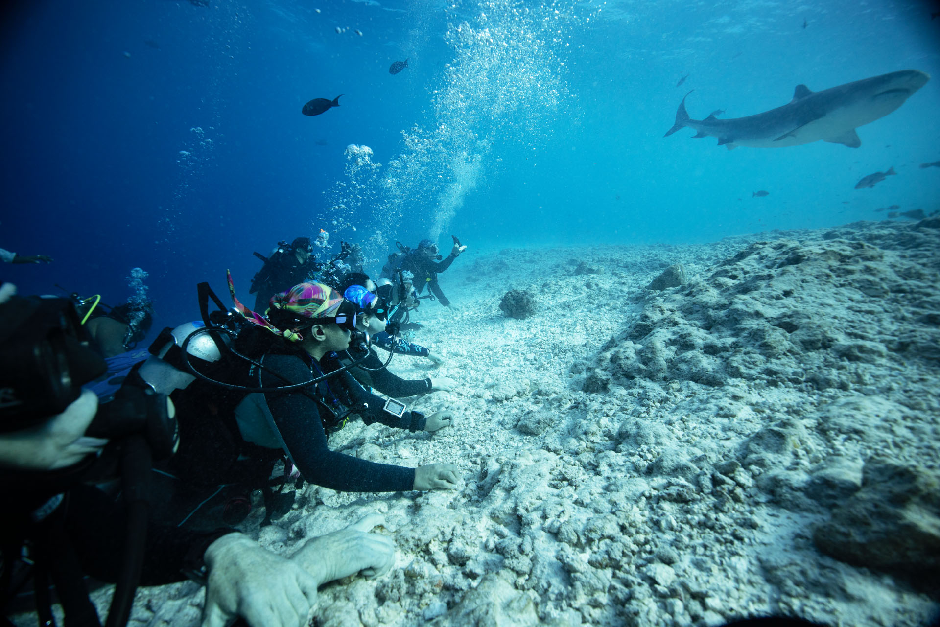 Tiger Shark Viewing (Feb 12, 2025)