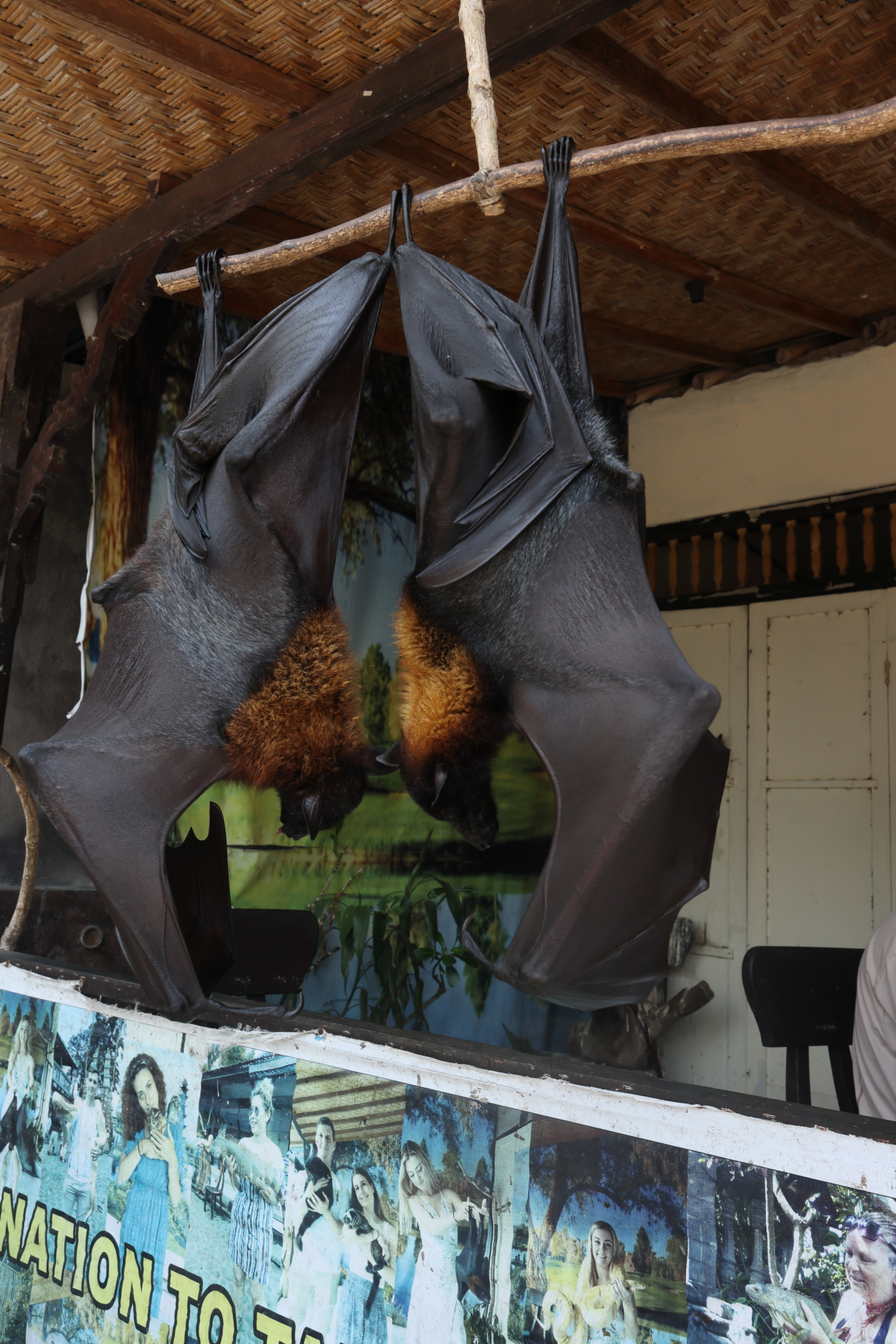 Sleeping Bats at Tirta Gangga Water Palace (Oct 11, 2023)