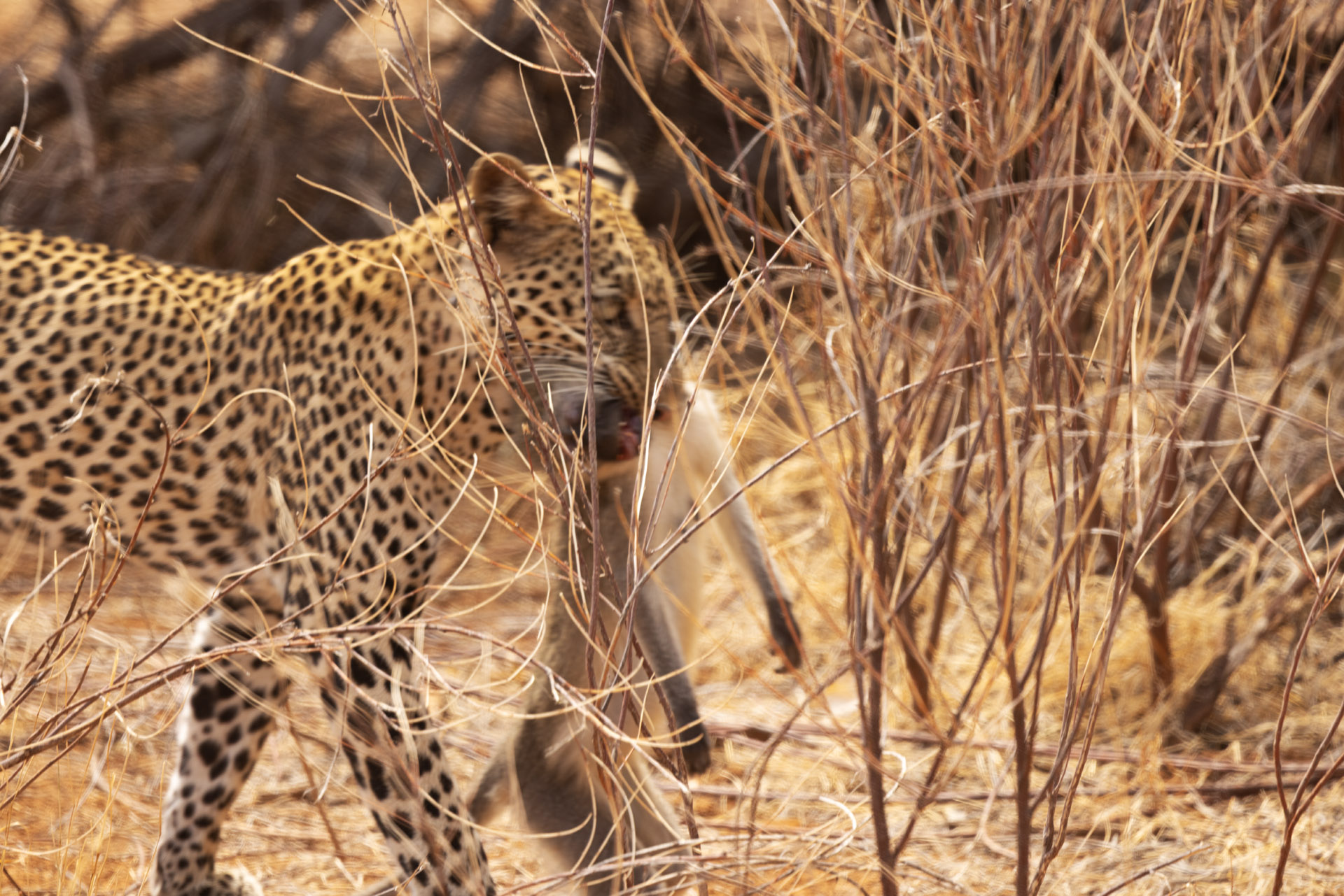 Leopard Carrying its Kill (Sep 25, 2025)