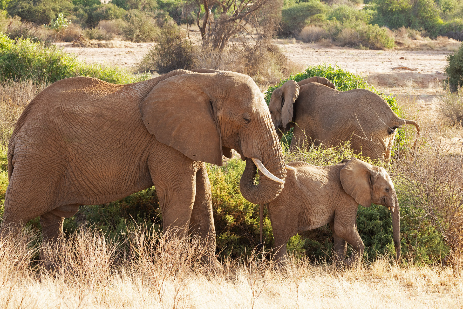 Elephant and baby (Sep 24, 2025)