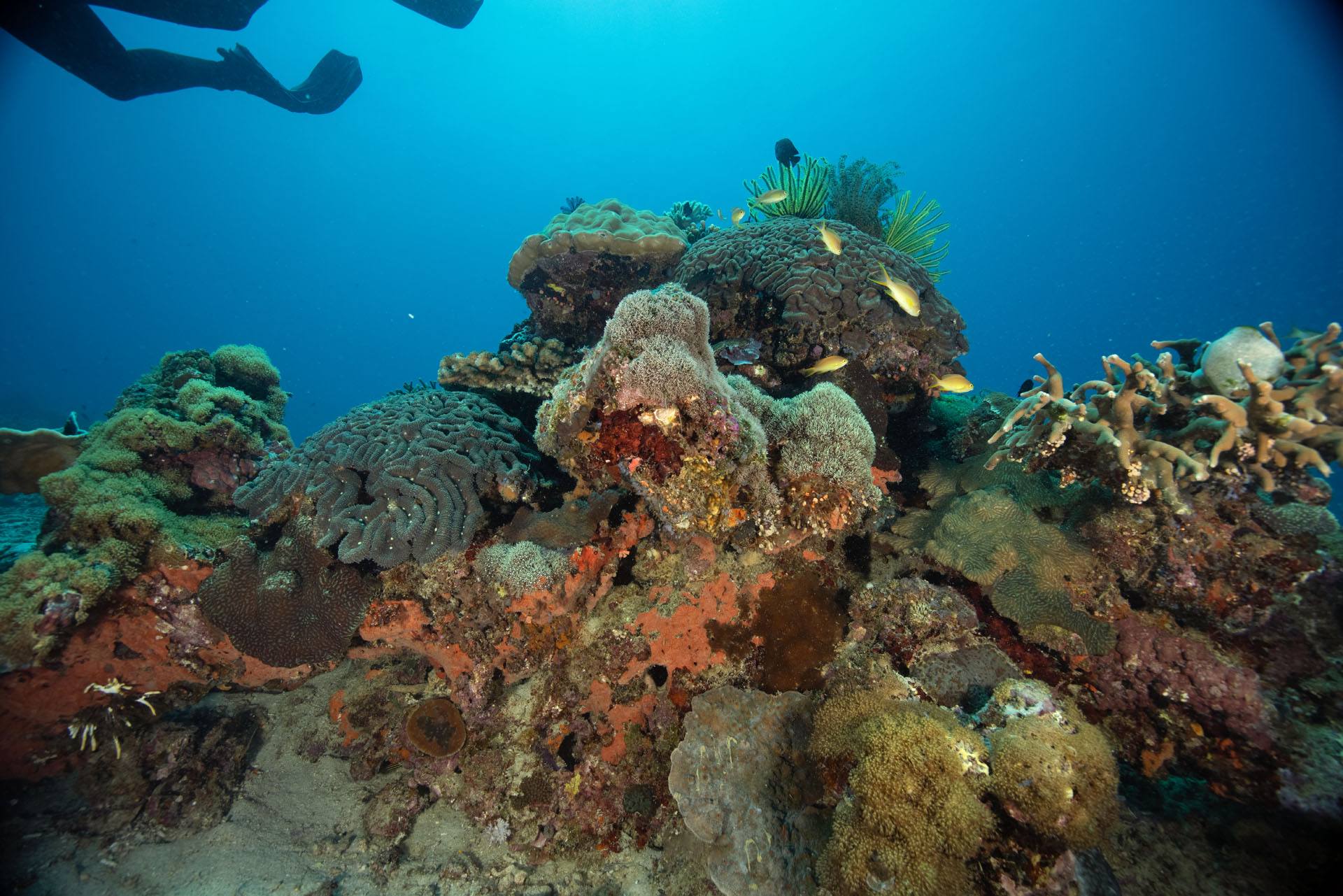 Apo Island Coral (Apr 29, 2023)