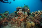 Apo Island Coral