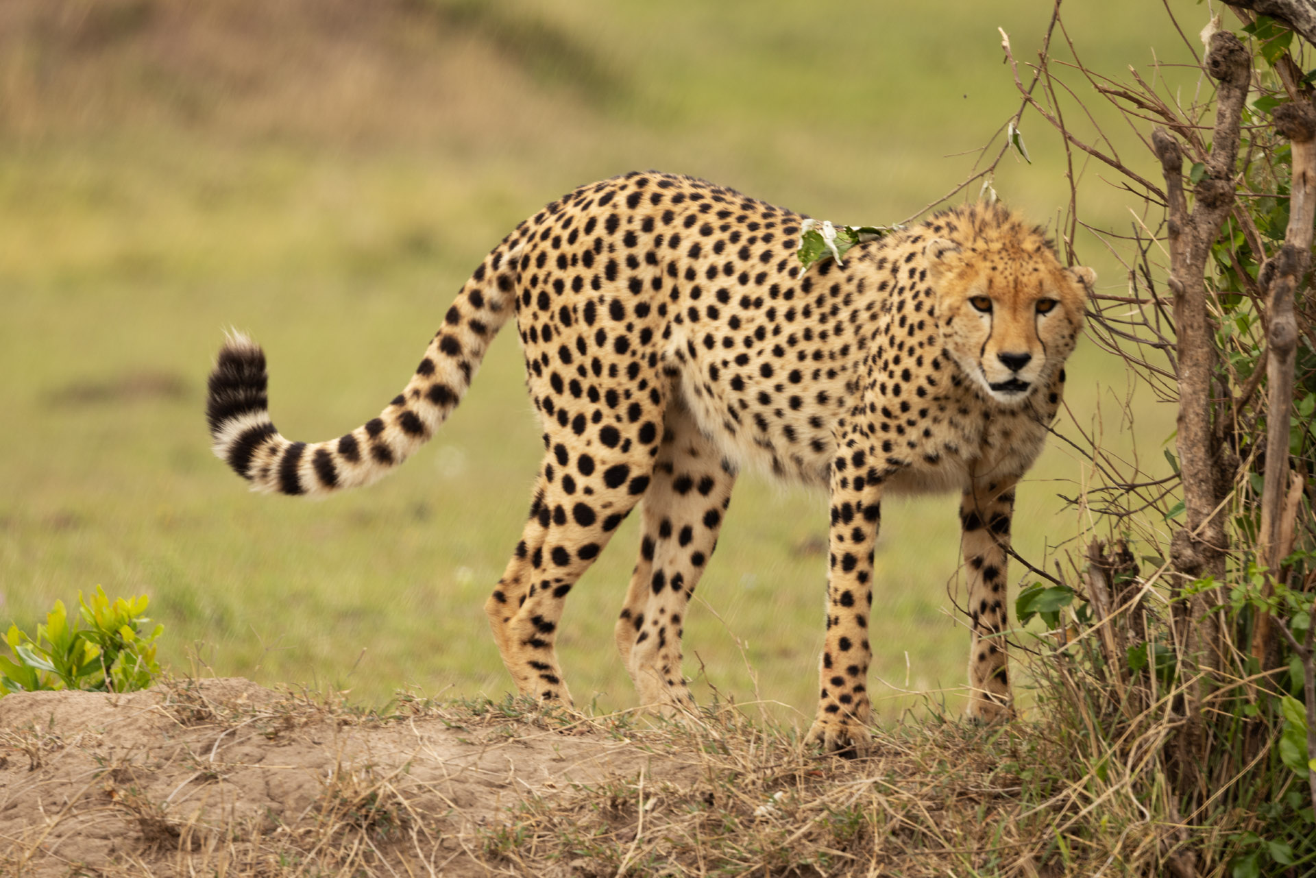 Cheetah (Sep 27, 2025)