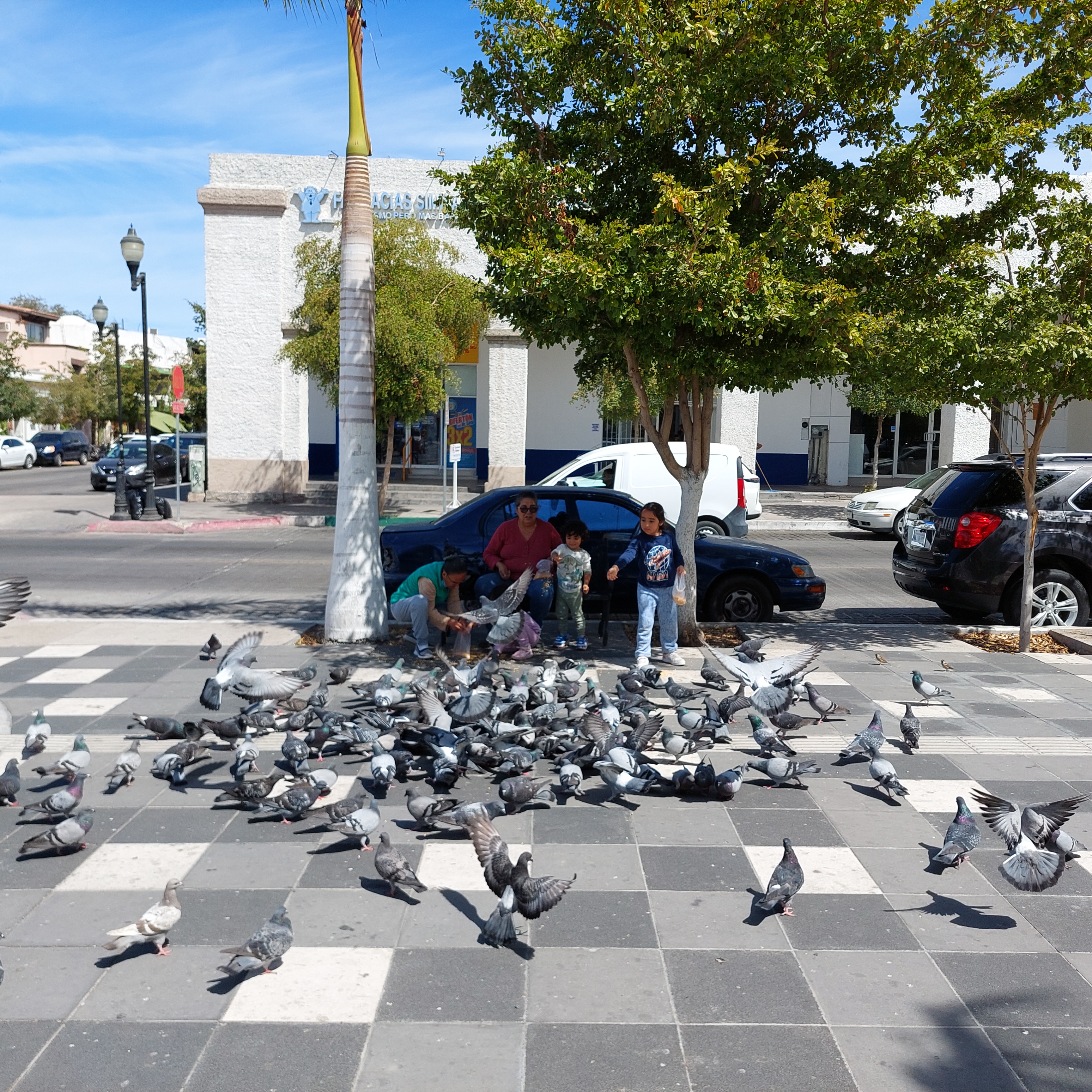 Feeding Pigeons (Feb 28, 2025)