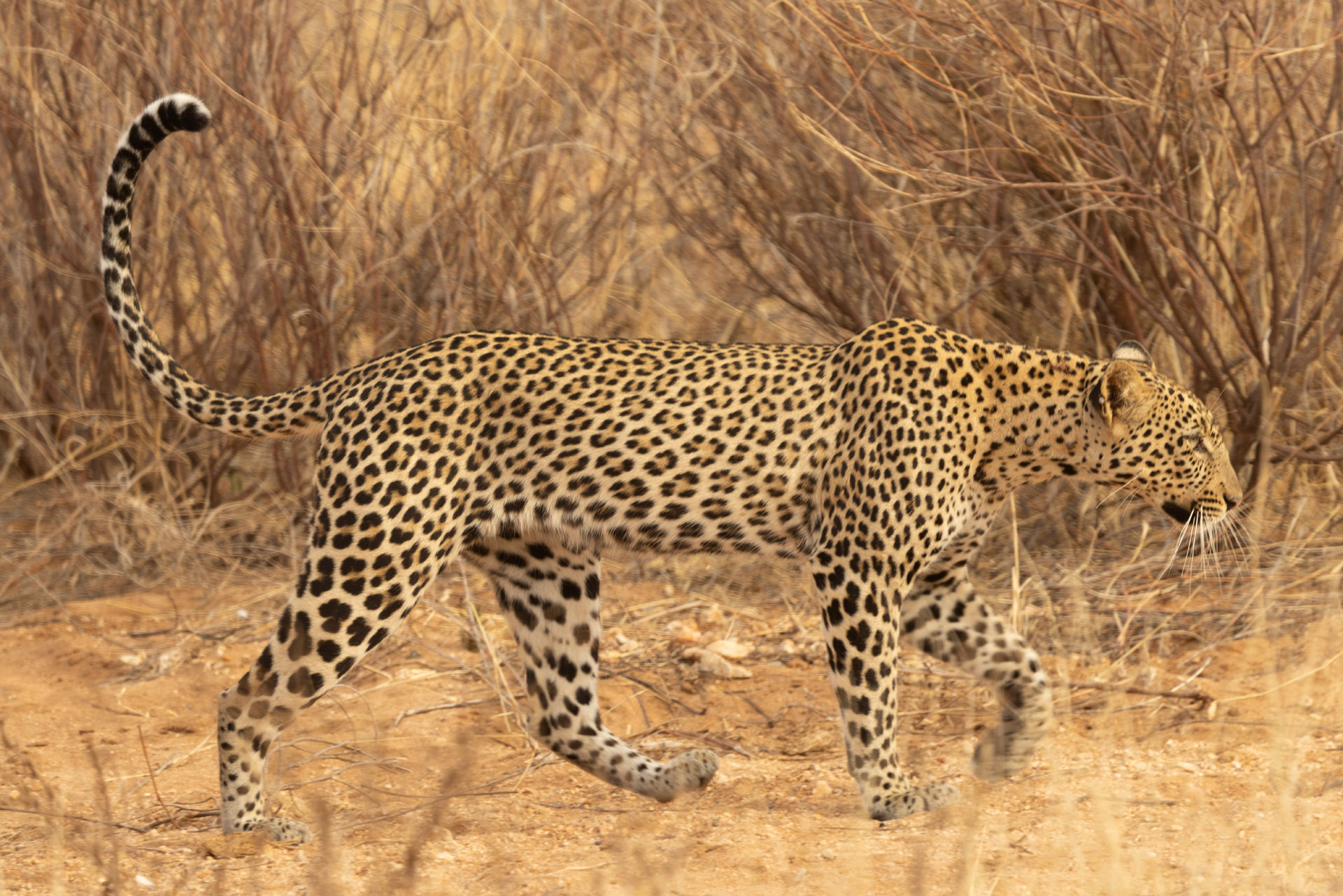 Leopard Looking fir Food (Sep 25, 2025)