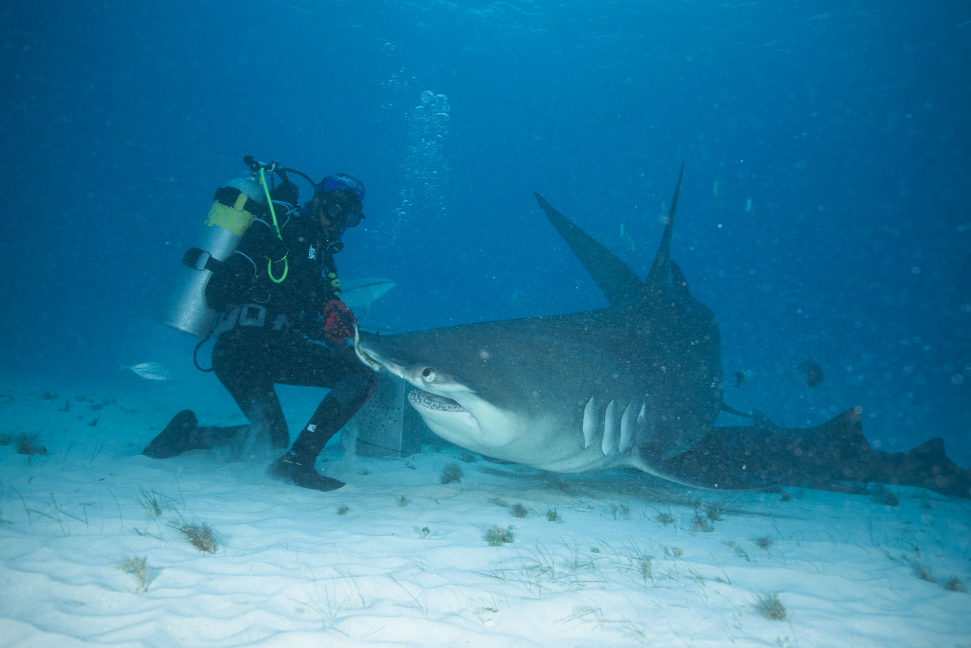 Isaac Feeding the Shark (Jan 10, 2024)