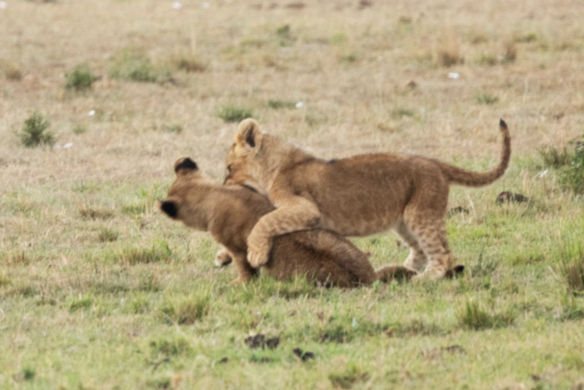 Lion Cubs Playing (Sep 28, 2025)