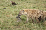 Hyaenas eat wildebeest carcass