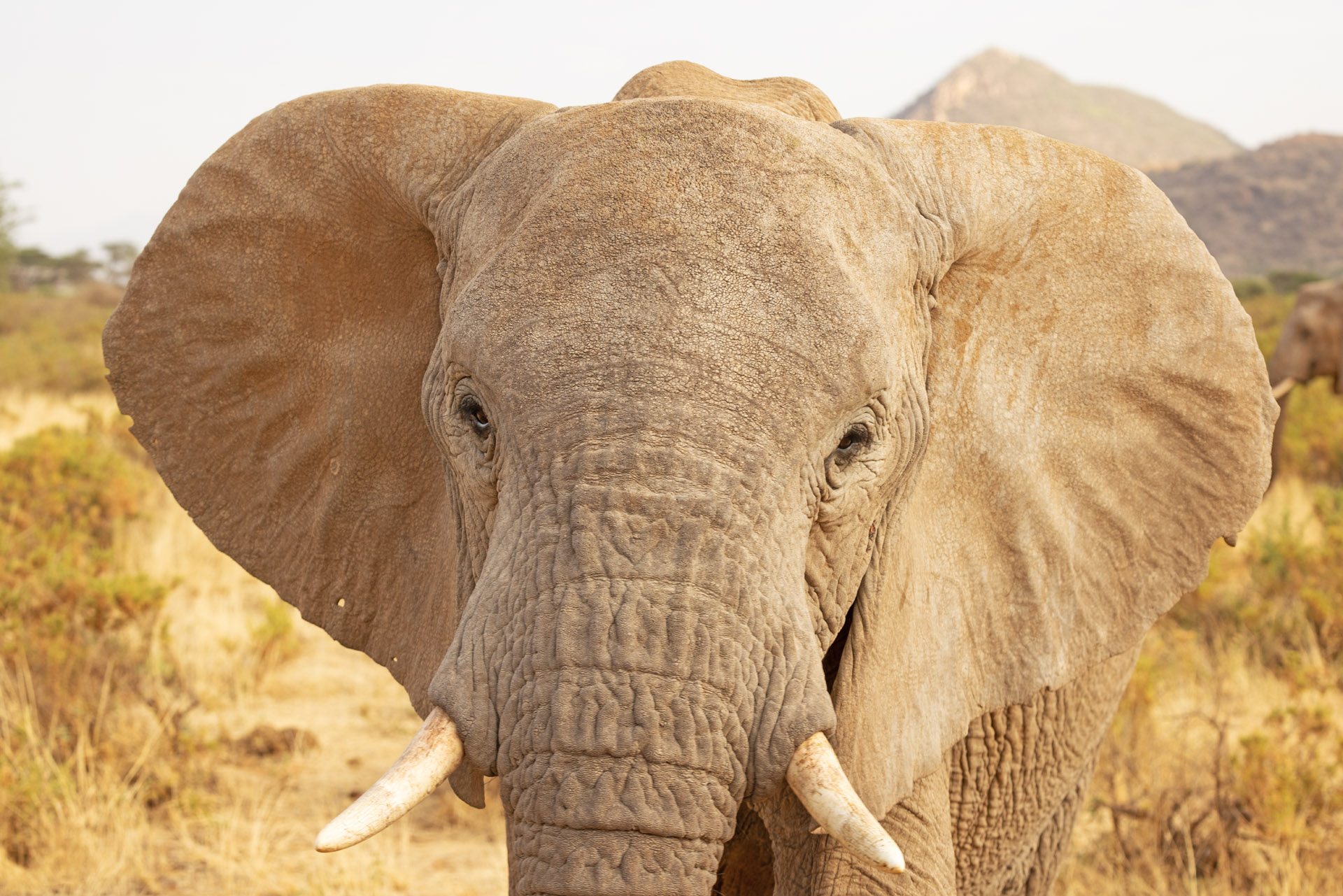 Elephant Coming to say "Hello" (Sep 25, 2025)