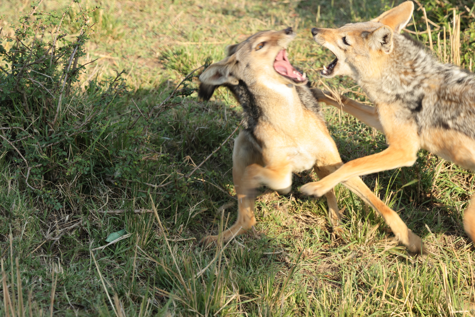 More Jackal Fight (Sep 28, 2025)