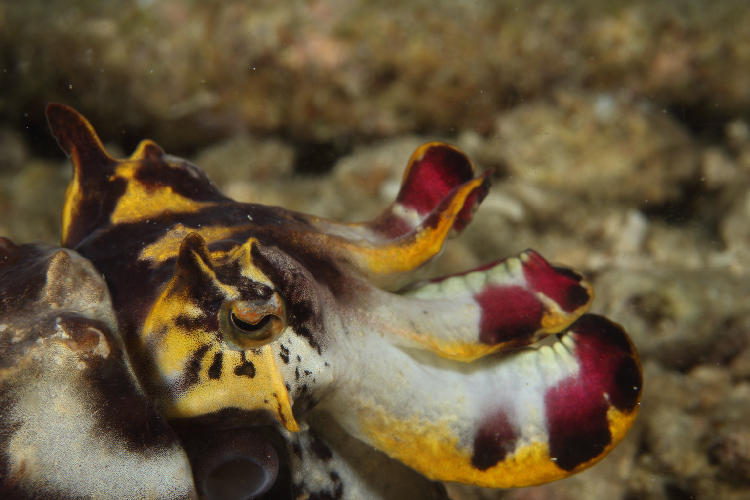 Flamboyant Cuttlefish (Oct 29, 2014)