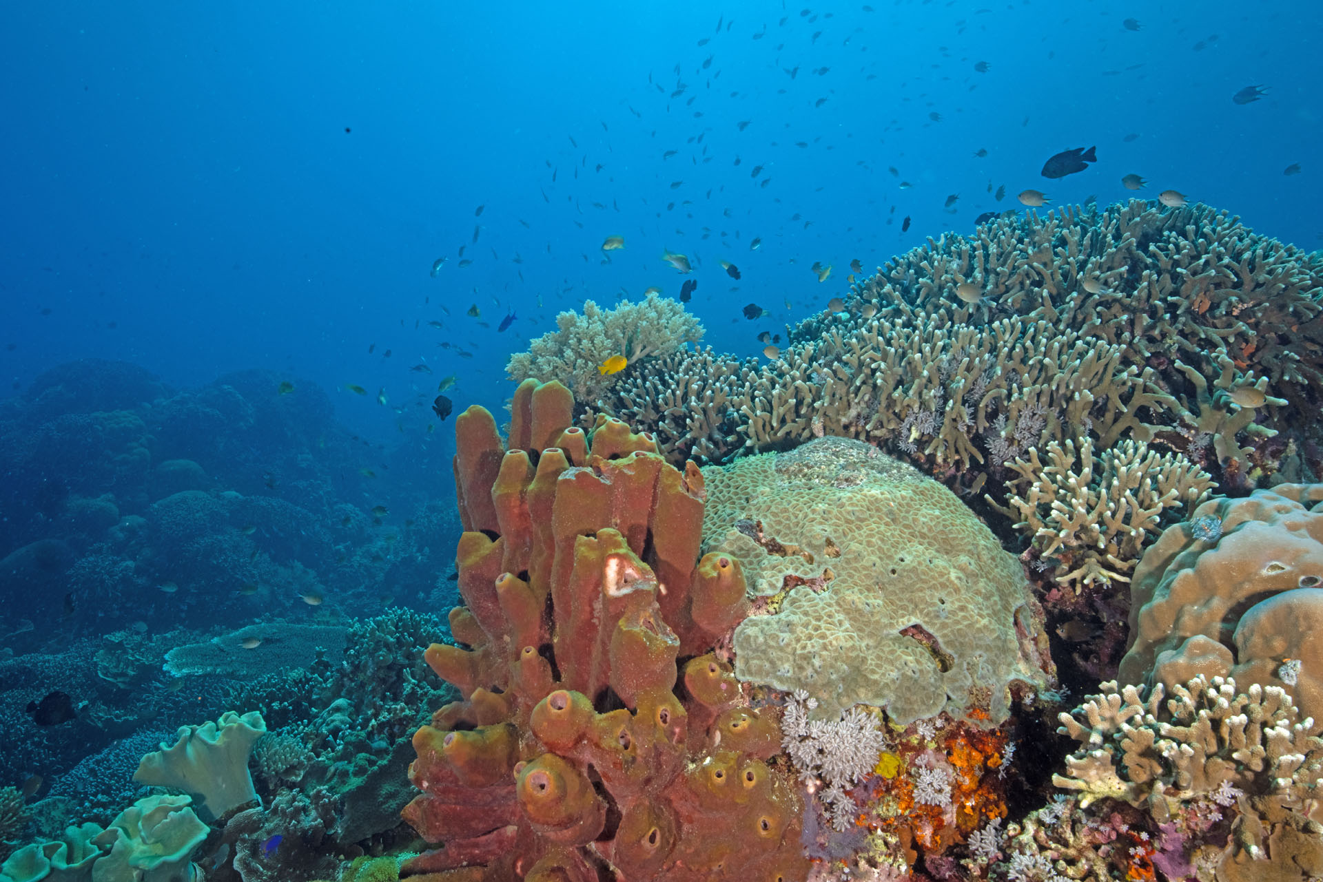 Apo Island Coral (Apr 29, 2023)