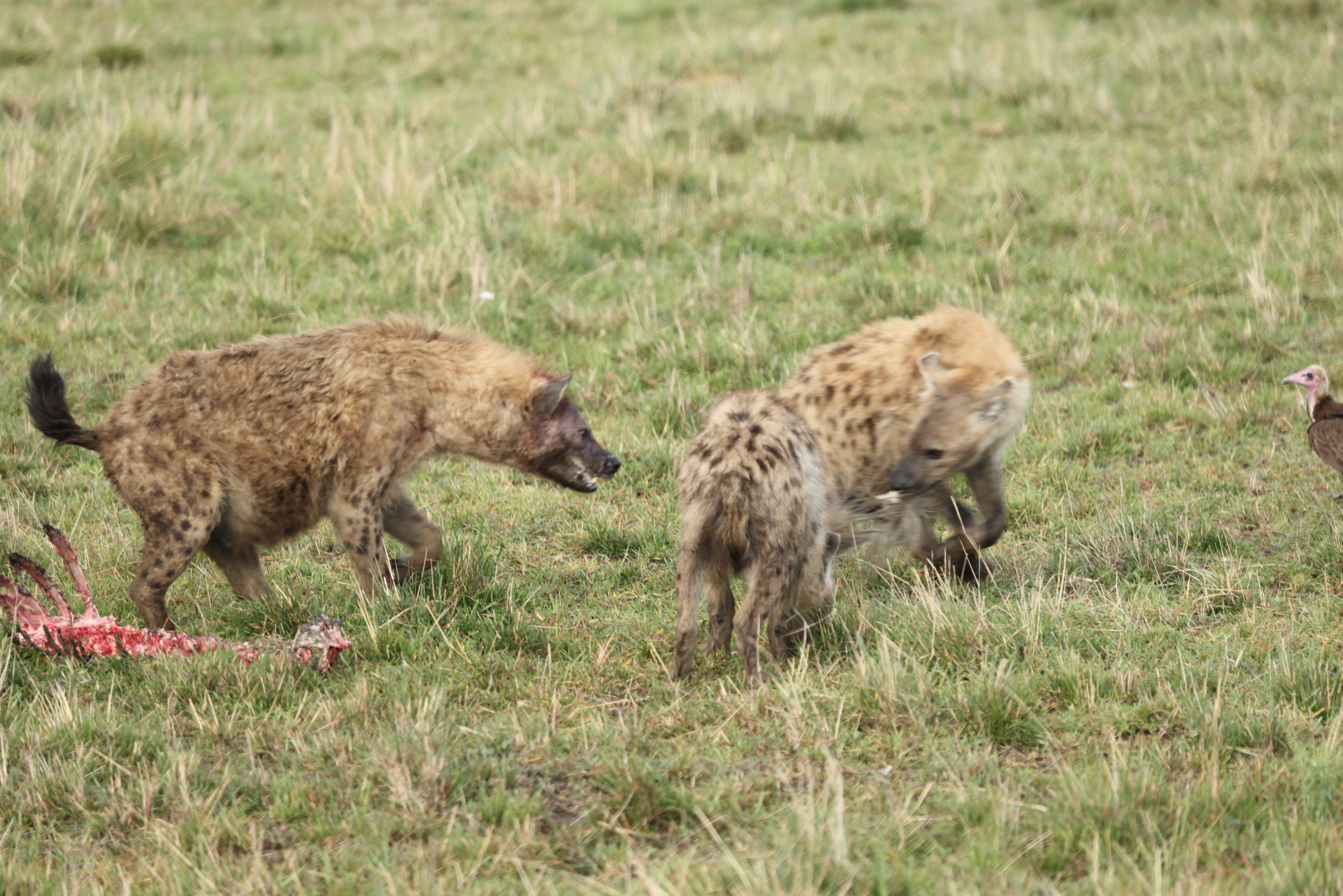 Hyaenas eat wildebeest carcass (Sep 30, 2025)