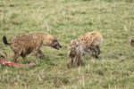 Hyaenas eat wildebeest carcass