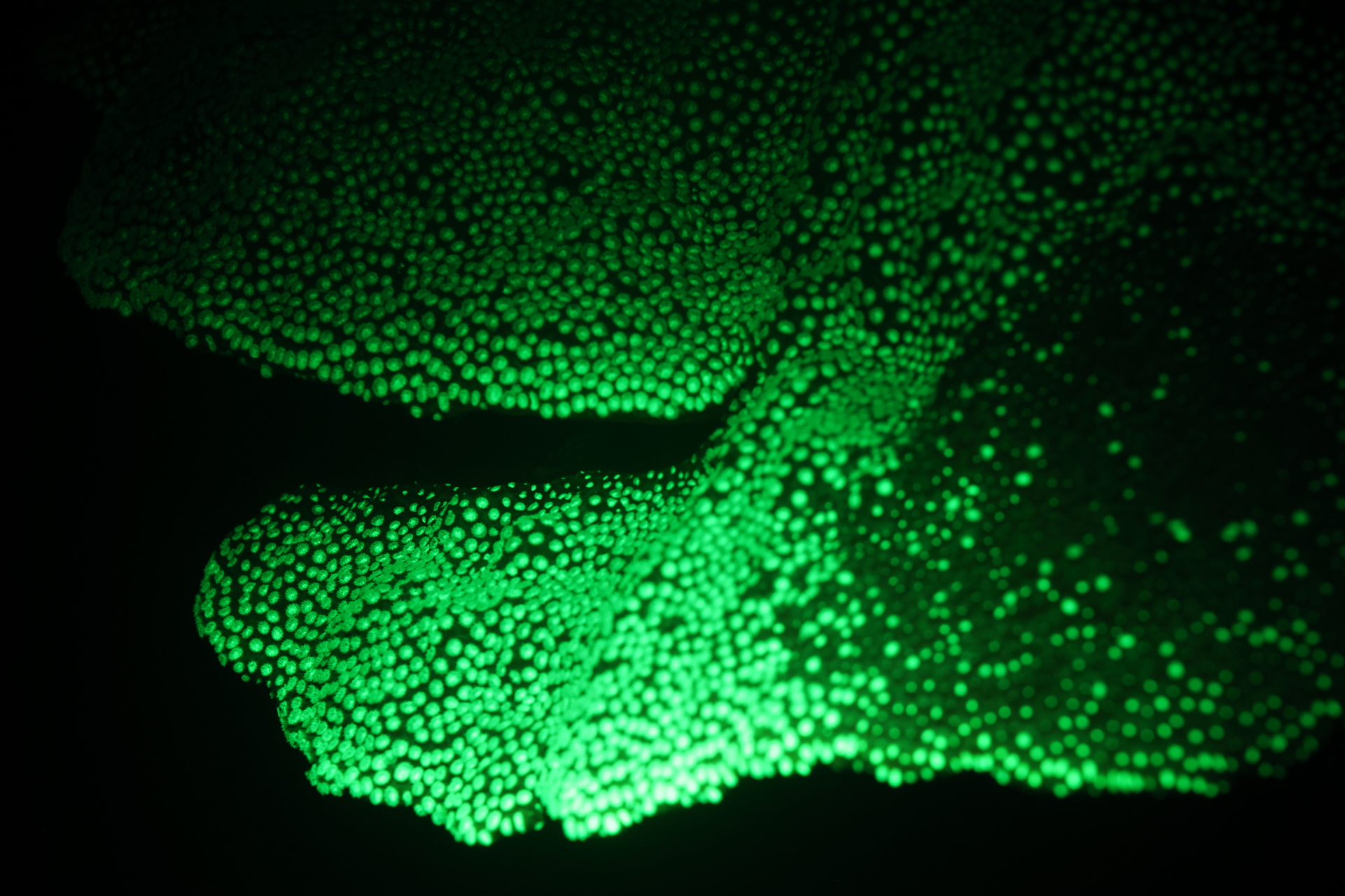 Bioflourescent Coral (Jan 30, 2023)