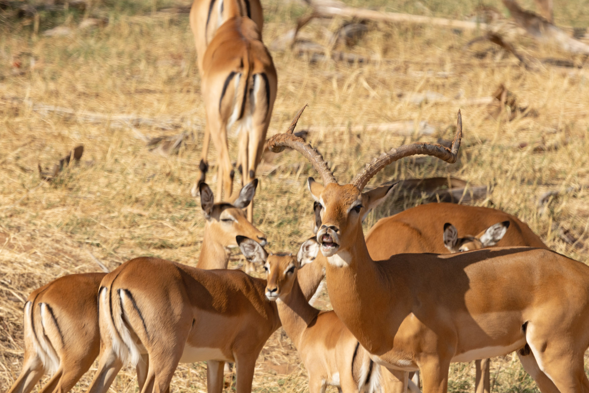 Impala (Sep 24, 2025)