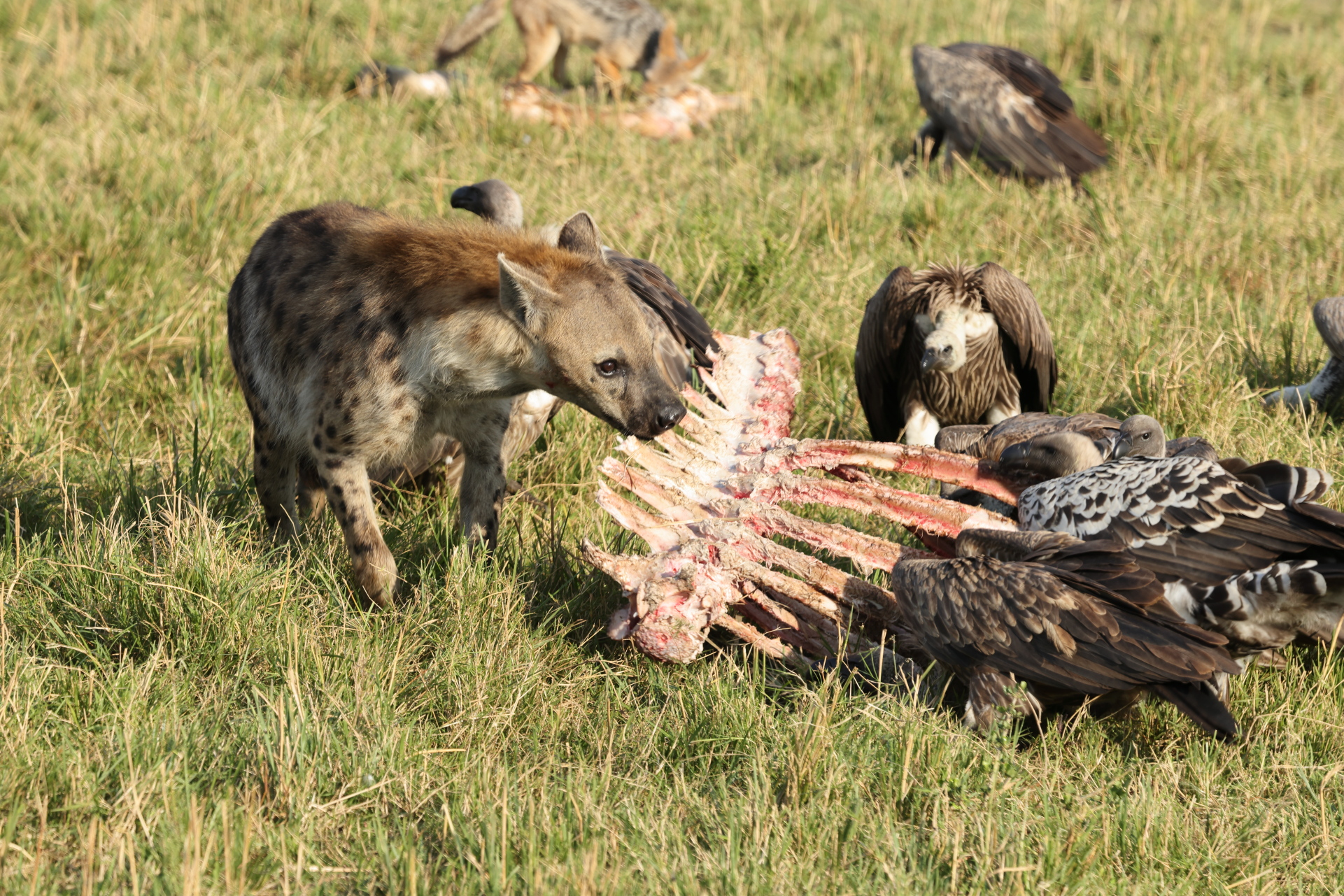 Hyaena Eating Carcass (Sep 28, 2025)