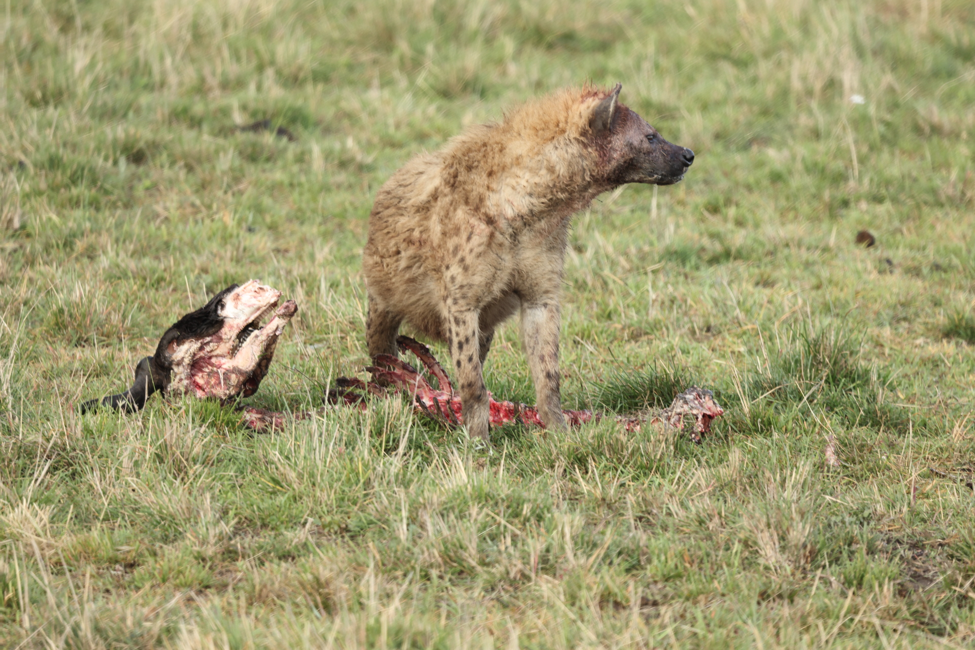 Hyaenas eat wildebeest carcass (Sep 30, 2025)