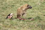 Hyaenas eat wildebeest carcass