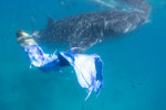 Mermaid with Whale Shark