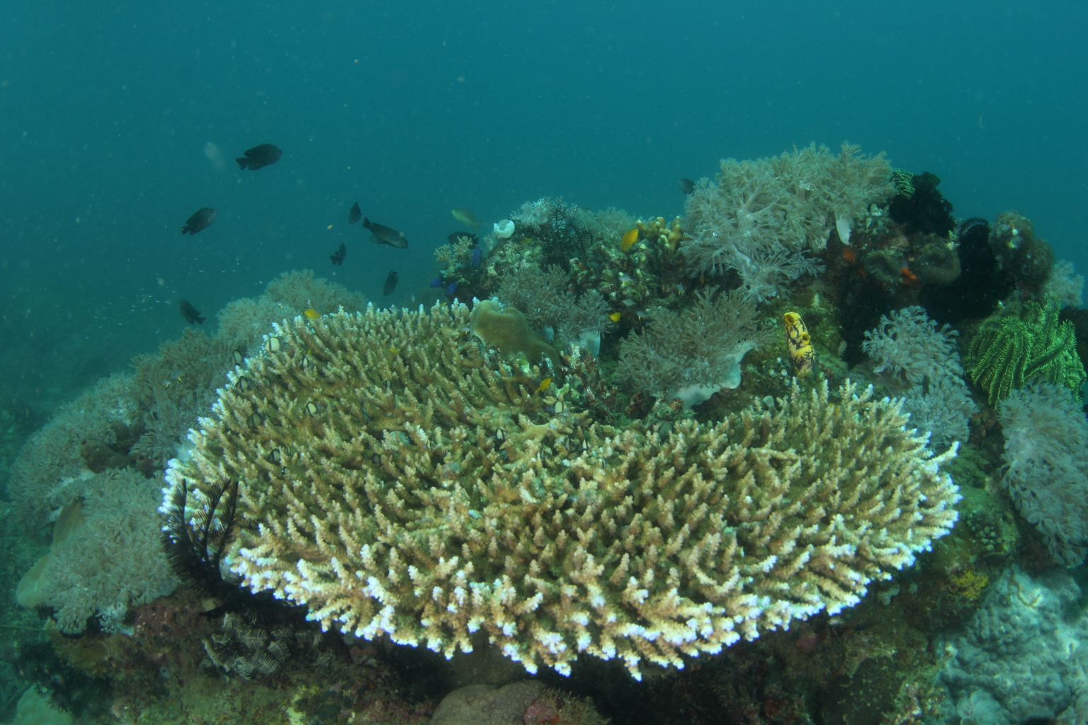Tabletop Coral (Oct 31, 2014)
